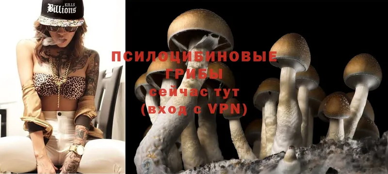 как найти закладки  Белёв  Галлюциногенные грибы Psilocybe 